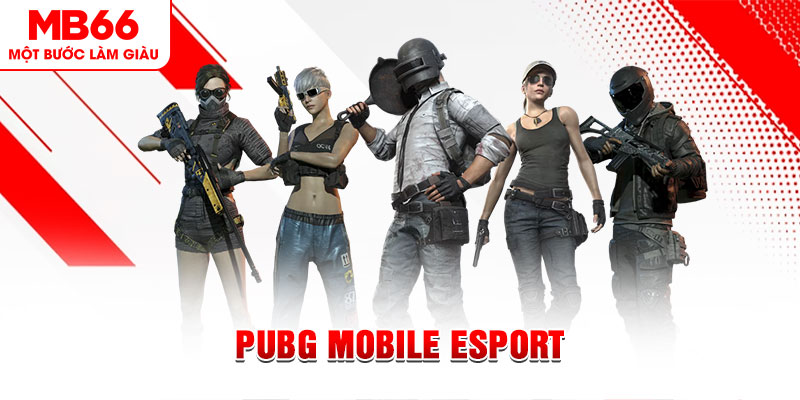 az24 gà chọi c1 mới nhất