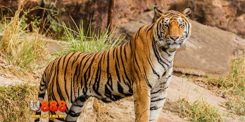 az24 ban ca vip online